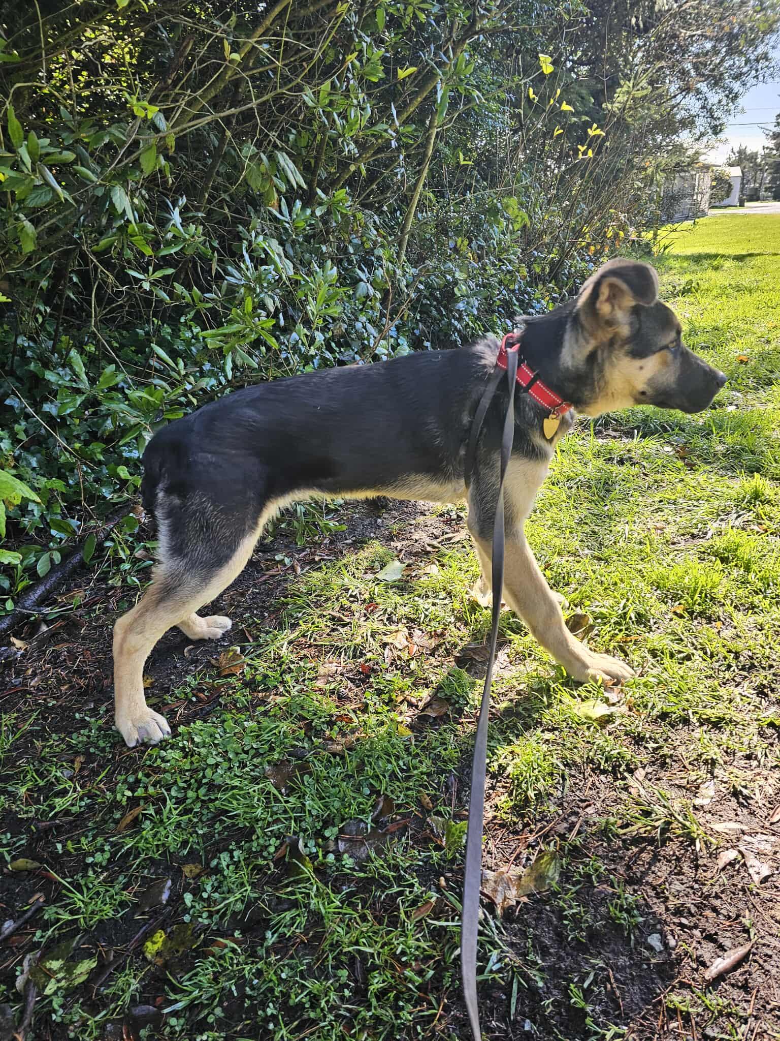Enlarge Flash, a ADOPTABLE mixed breed in Crescent city, CA image 3/6