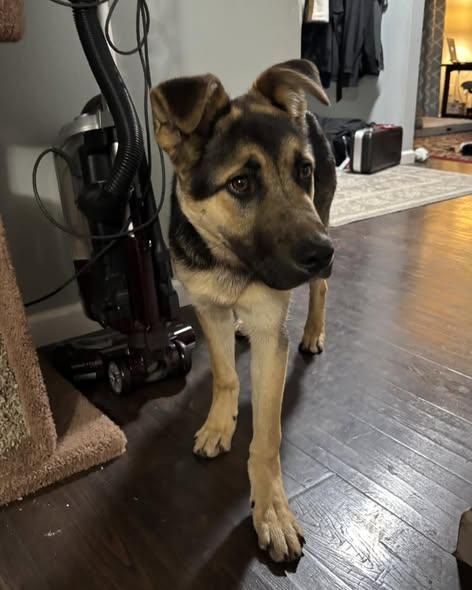 Enlarge Flash, a ADOPTABLE mixed breed in Crescent city, CA image 4/6