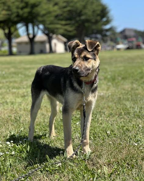 Enlarge Flash, a ADOPTABLE mixed breed in Crescent city, CA image 1/6