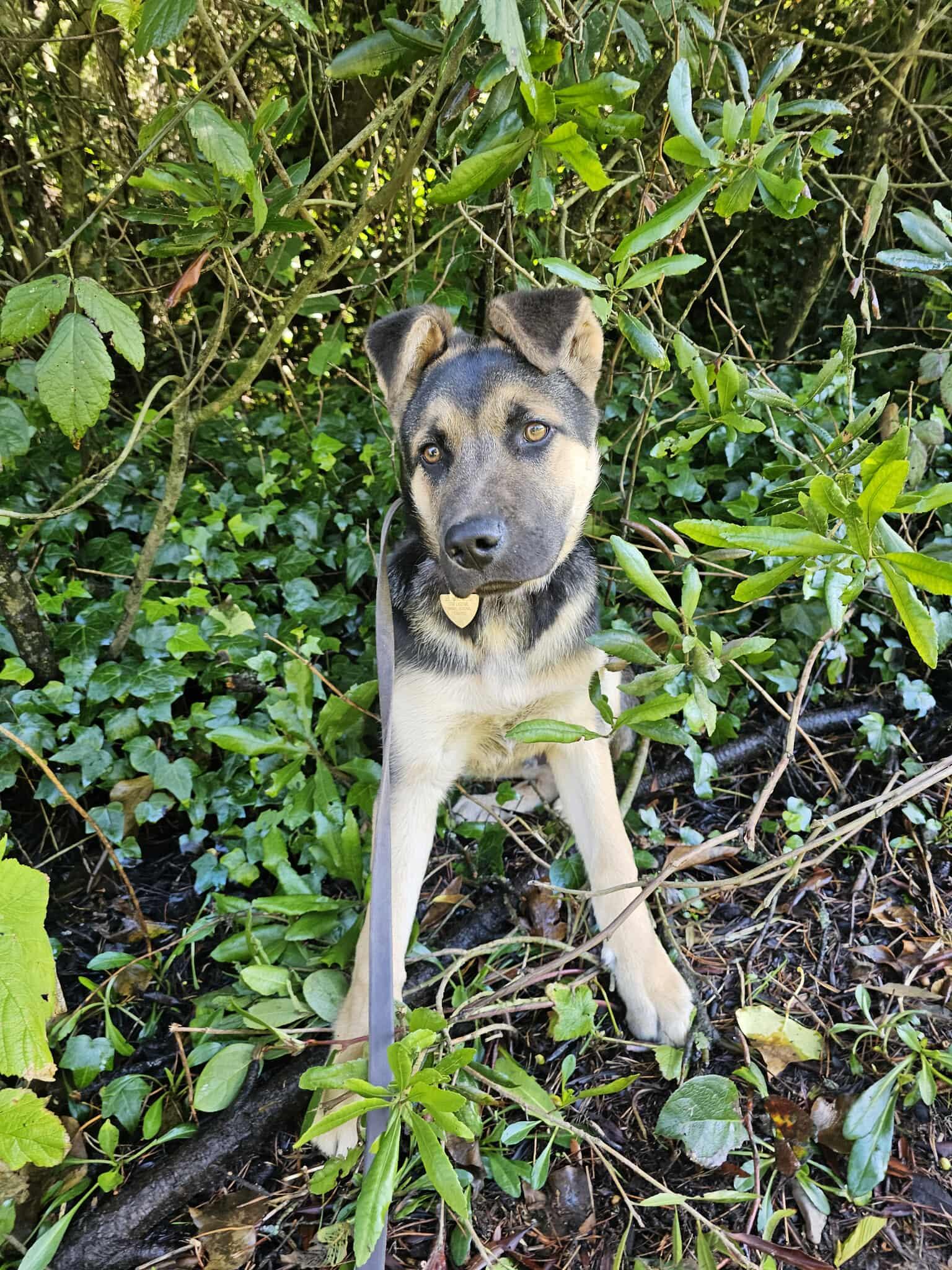 Enlarge Flash, a ADOPTABLE mixed breed in Crescent city, CA image 6/6