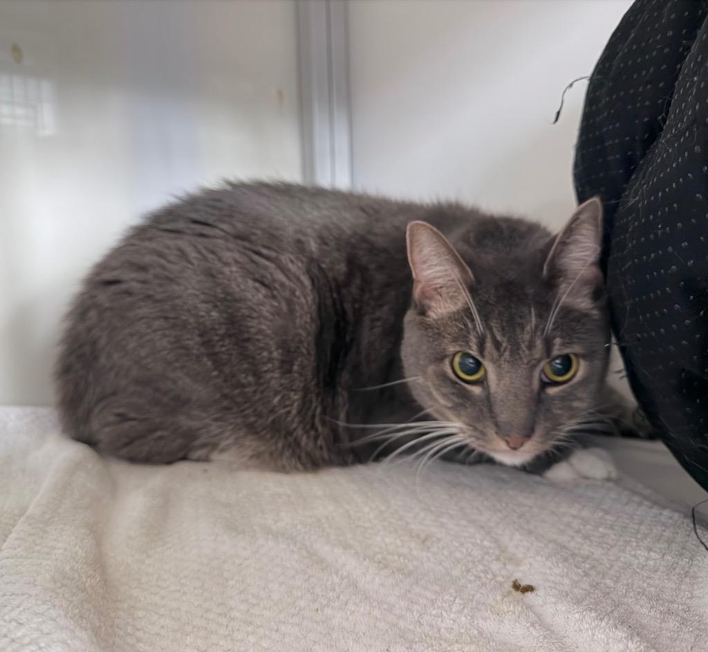 Casper, Adoptable, Adult Male Domestic Short Hair.