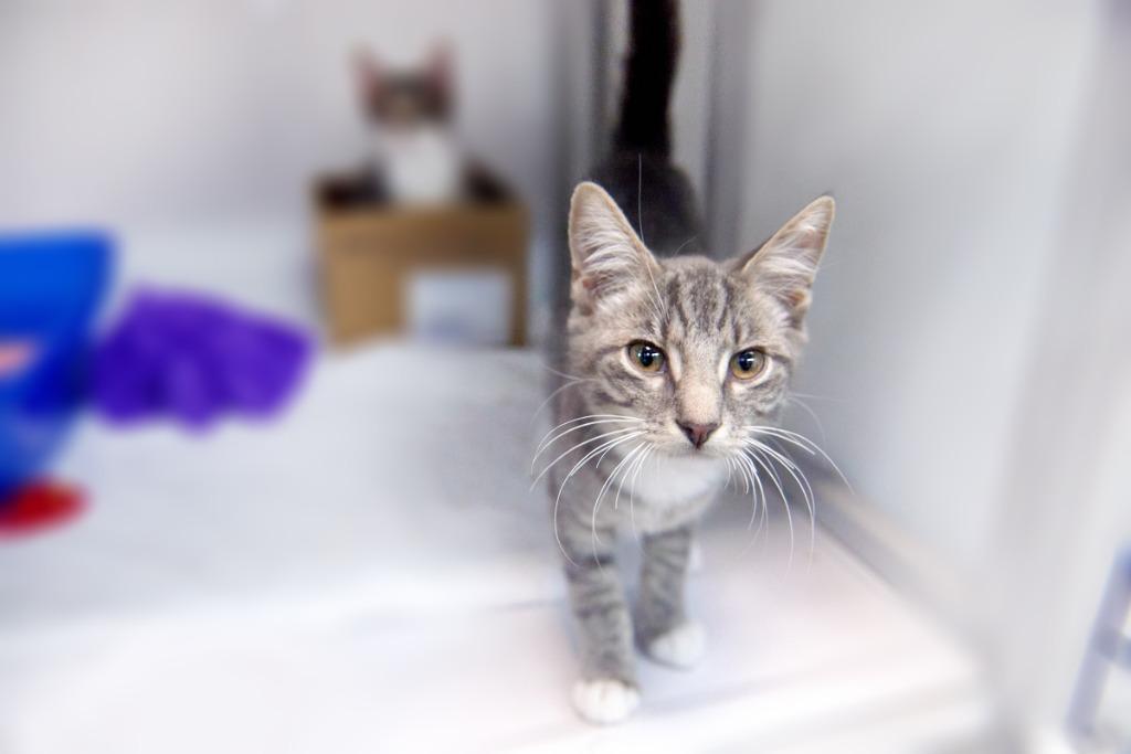 Enlarge Casper, a Adoptable mixed breed in Raleigh, NC image 2/2