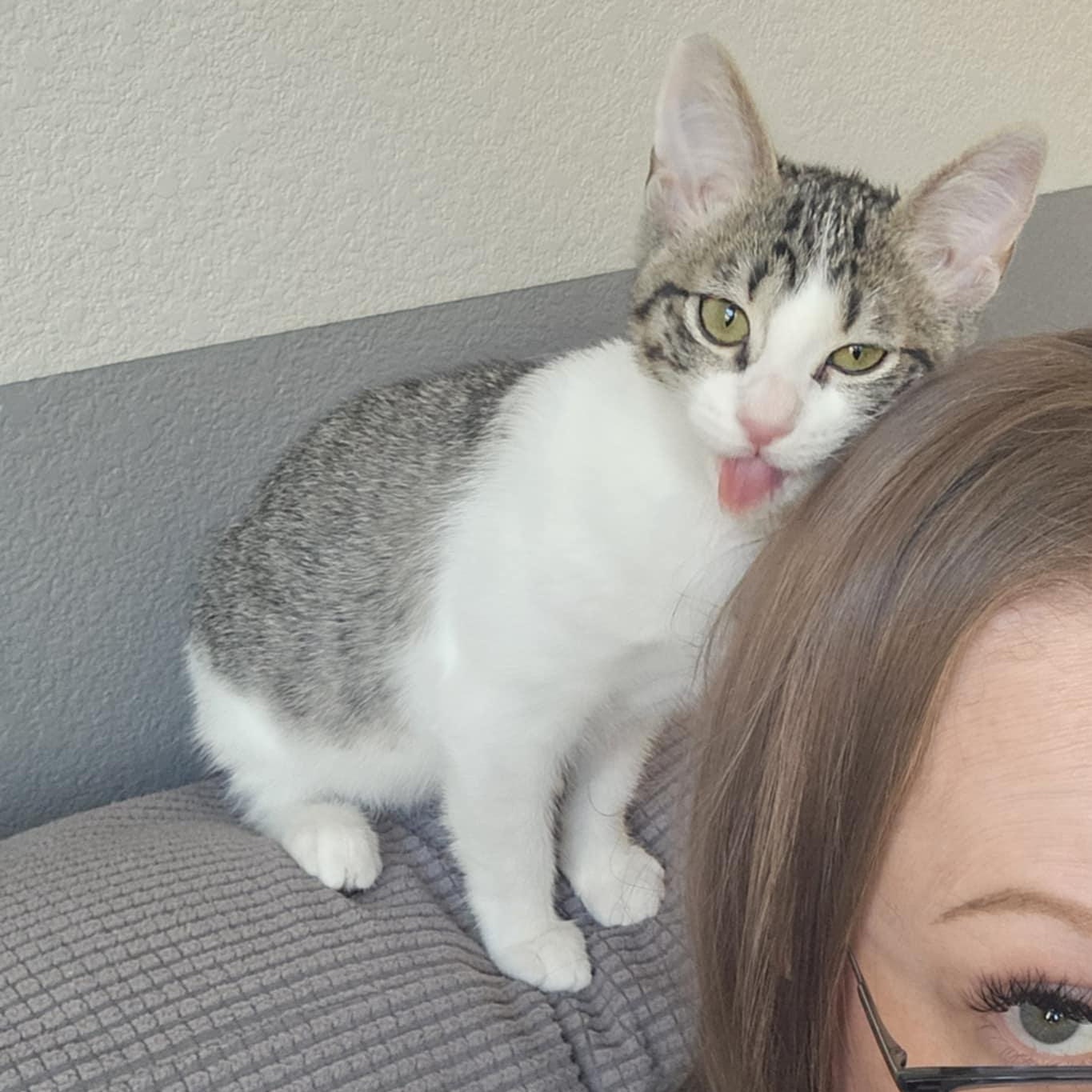 Enlarge Allie, a Adoptable mixed breed in Antioch, CA image 2/6