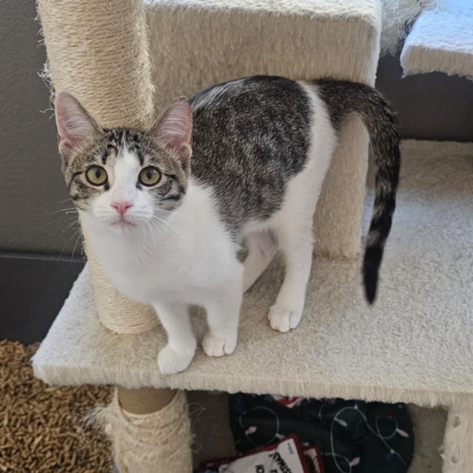 Enlarge Allie, a Adoptable mixed breed in Antioch, CA image 3/6