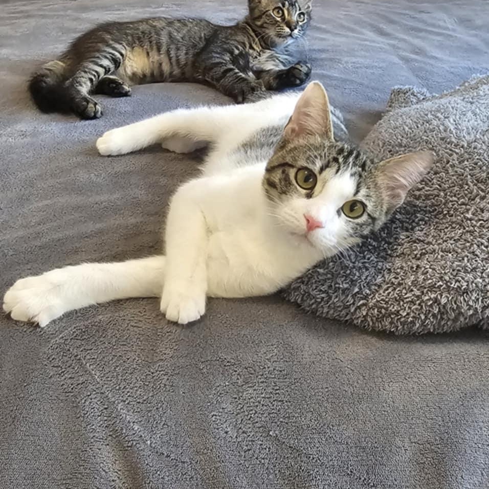 Allie, Adoptable, Kitten Female Domestic Short Hair.