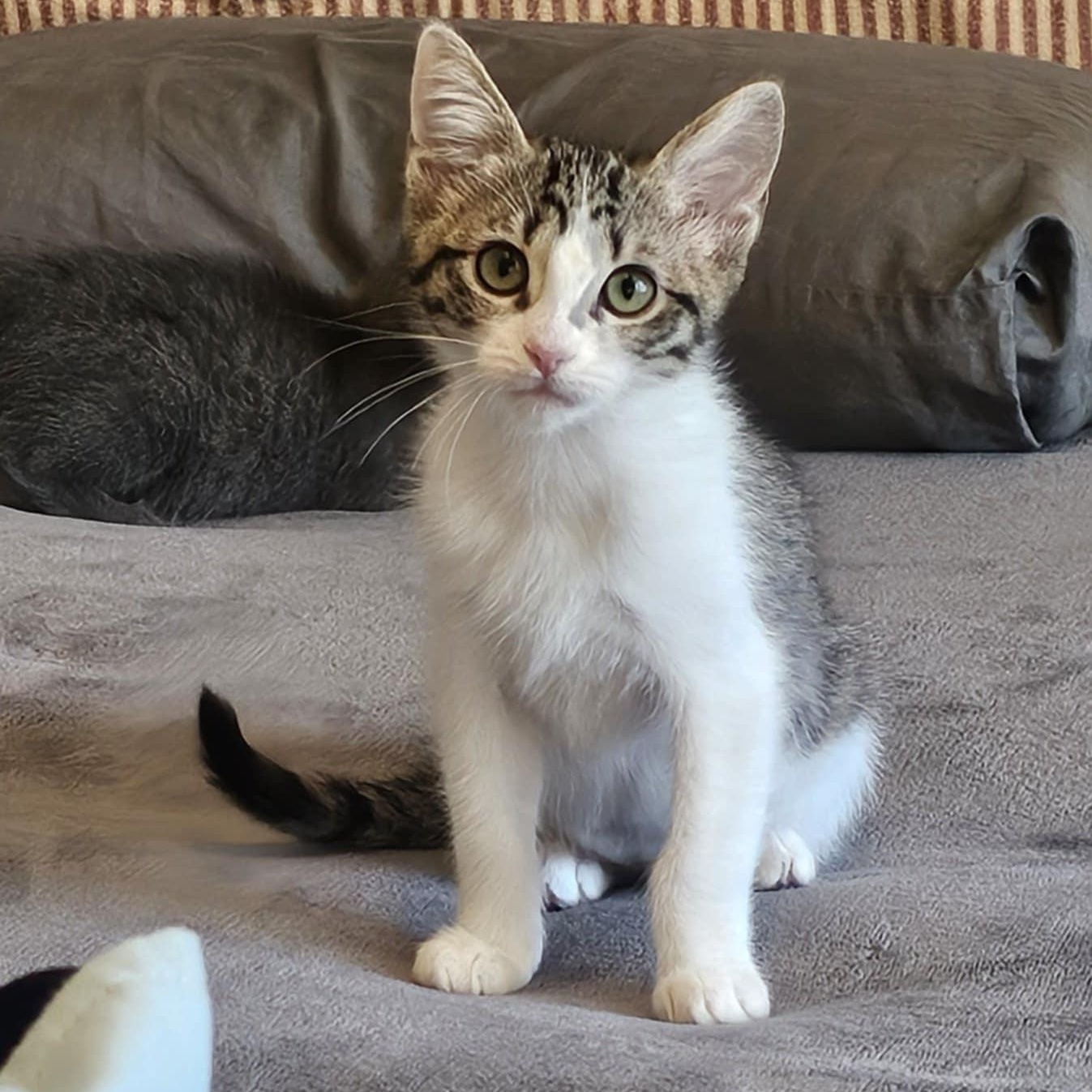 Enlarge Allie, a Adoptable mixed breed in Antioch, CA image 4/6