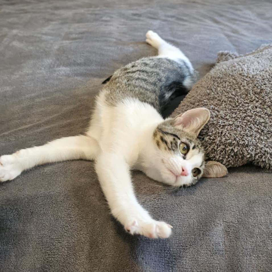 Enlarge Allie, a Adoptable mixed breed in Antioch, CA image 5/6