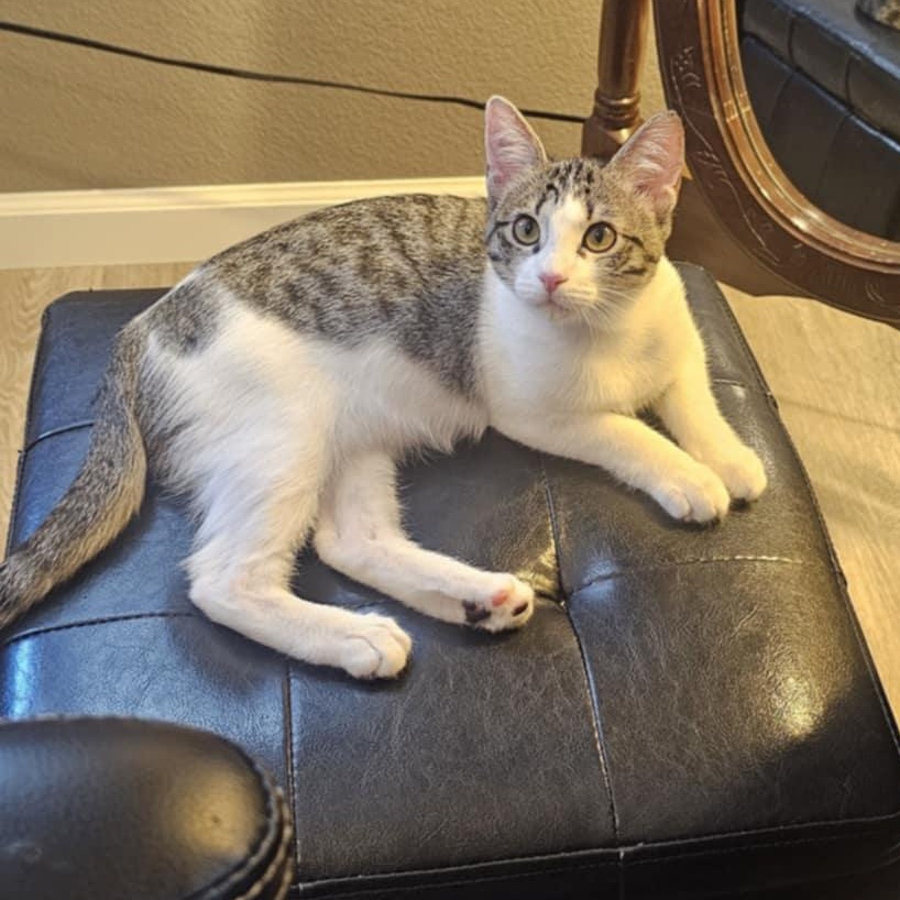 Enlarge Allie, a Adoptable mixed breed in Antioch, CA image 6/6