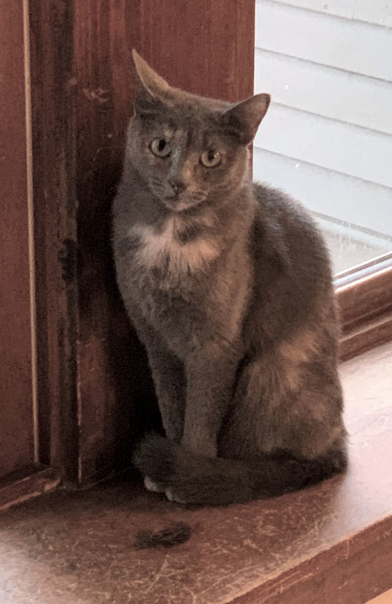 Dally, Adoptable, Adult Female Domestic Short Hair.