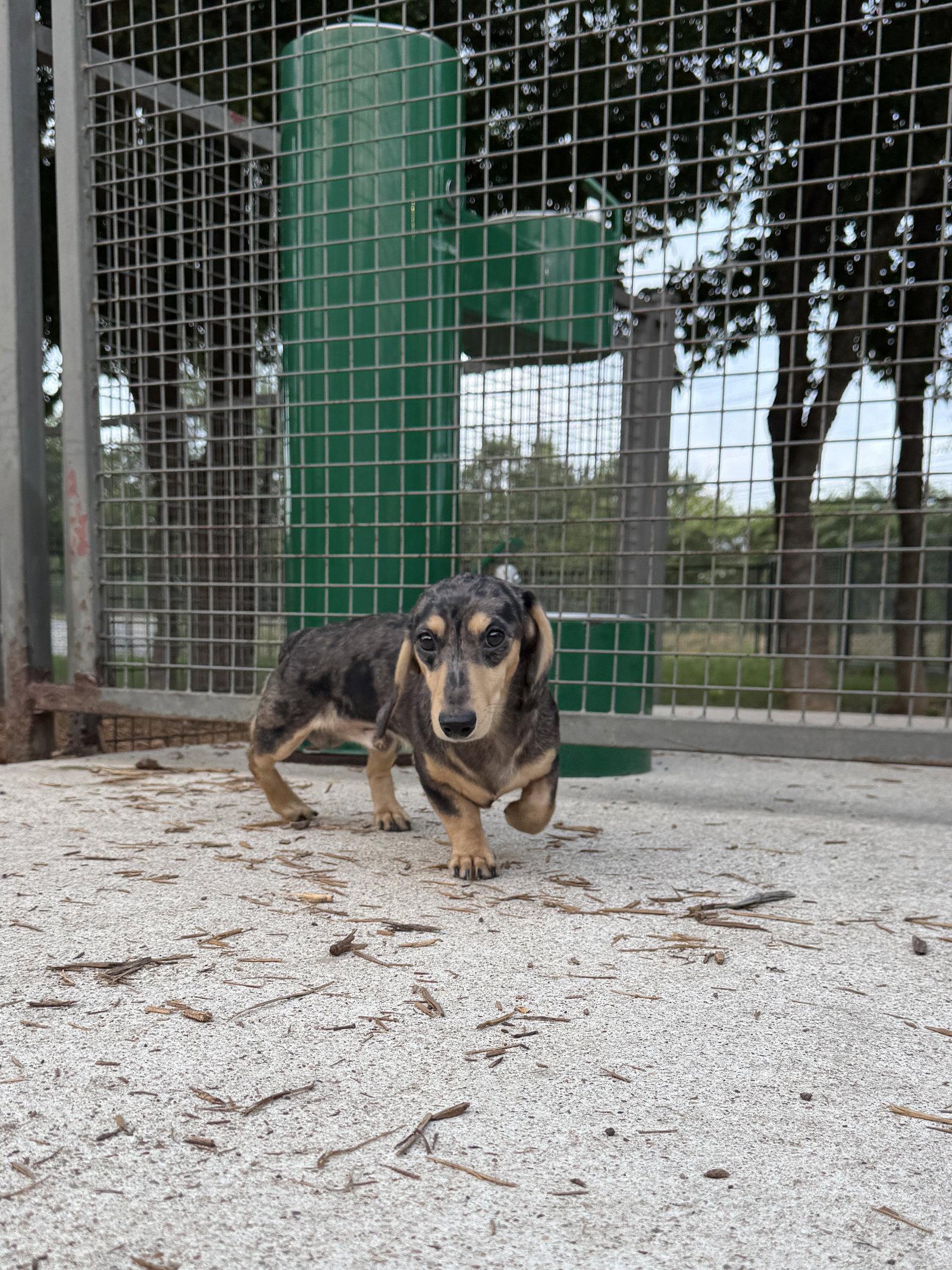 Dawson, Adopted, Puppy Male Dachshund.