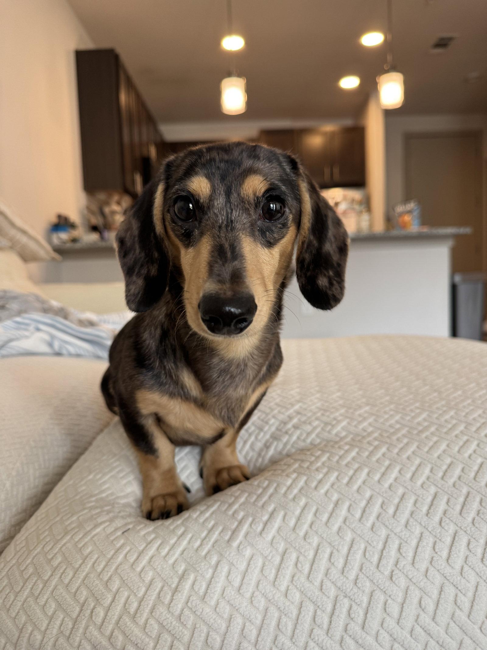 Enlarge Dawson, a Adopted Dachshund in Austin, TX image 2/3