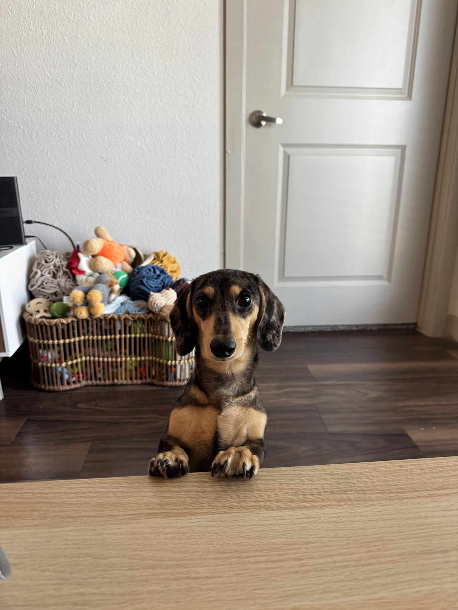 Enlarge Dawson, a Adopted Dachshund in Austin, TX image 3/3