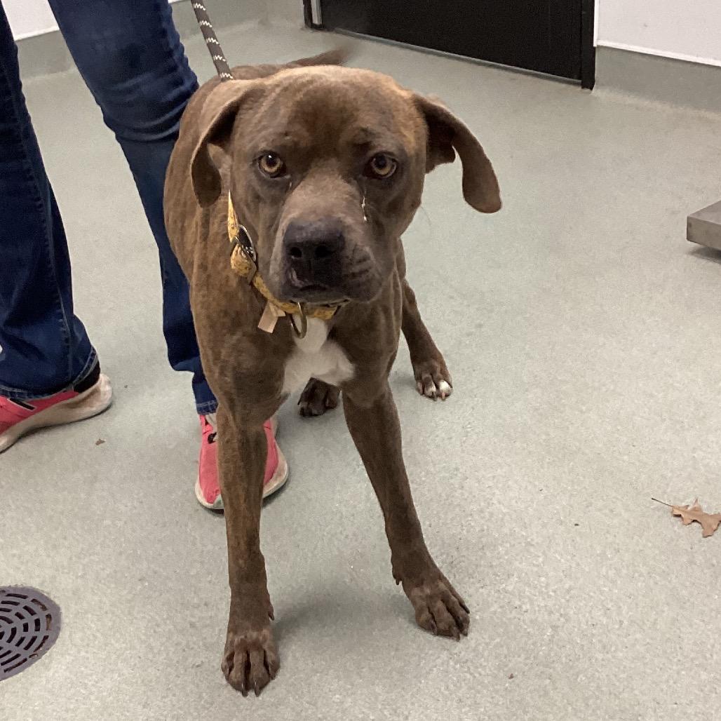 Sarah, Adoptable, Adult Female Boxer & Mixed Breed.