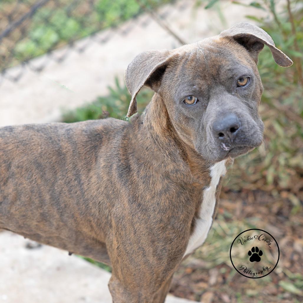 Enlarge Sarah, a Adoptable mixed breed in Abilene, TX image 2/6