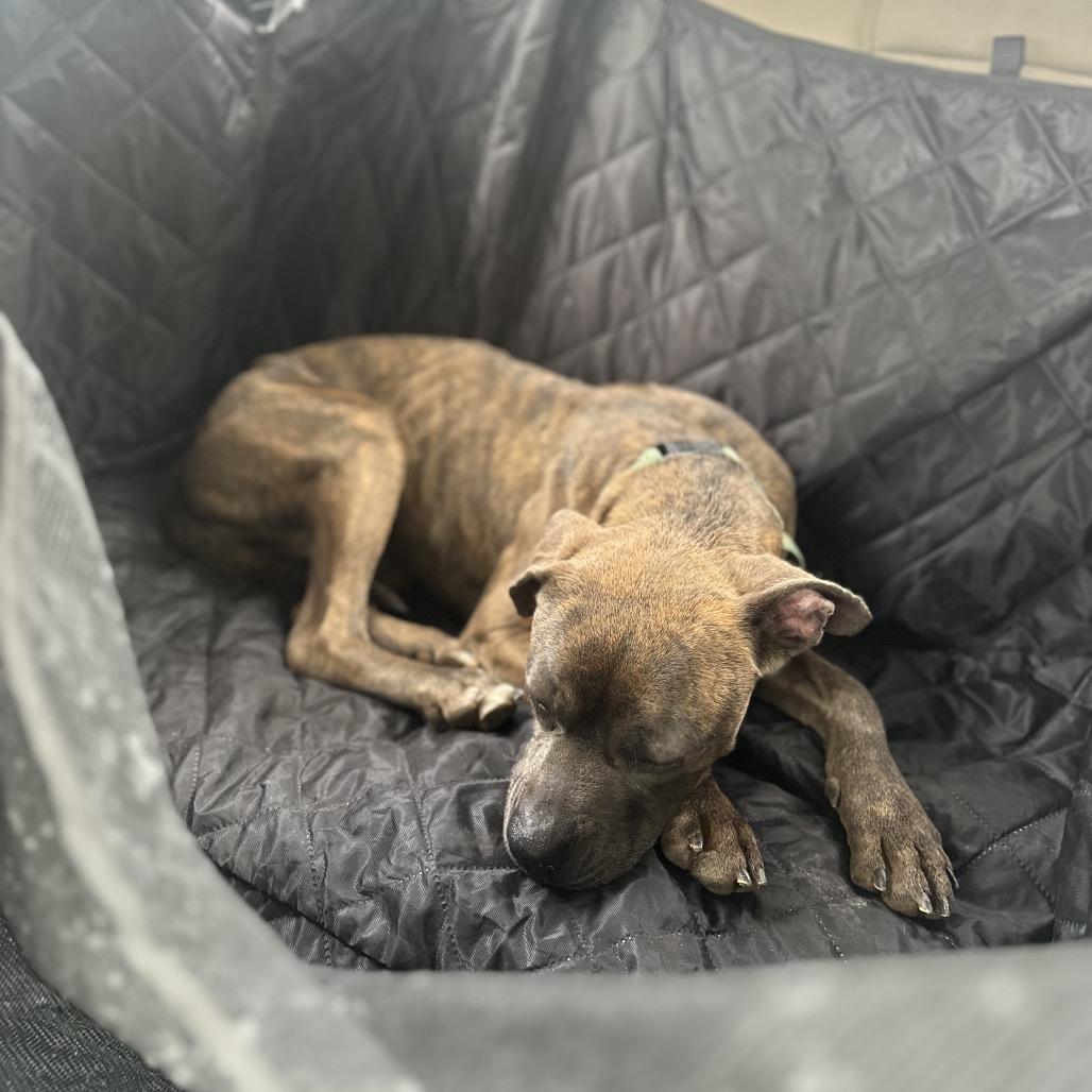 Enlarge Sarah, a Adoptable mixed breed in Abilene, TX image 3/6