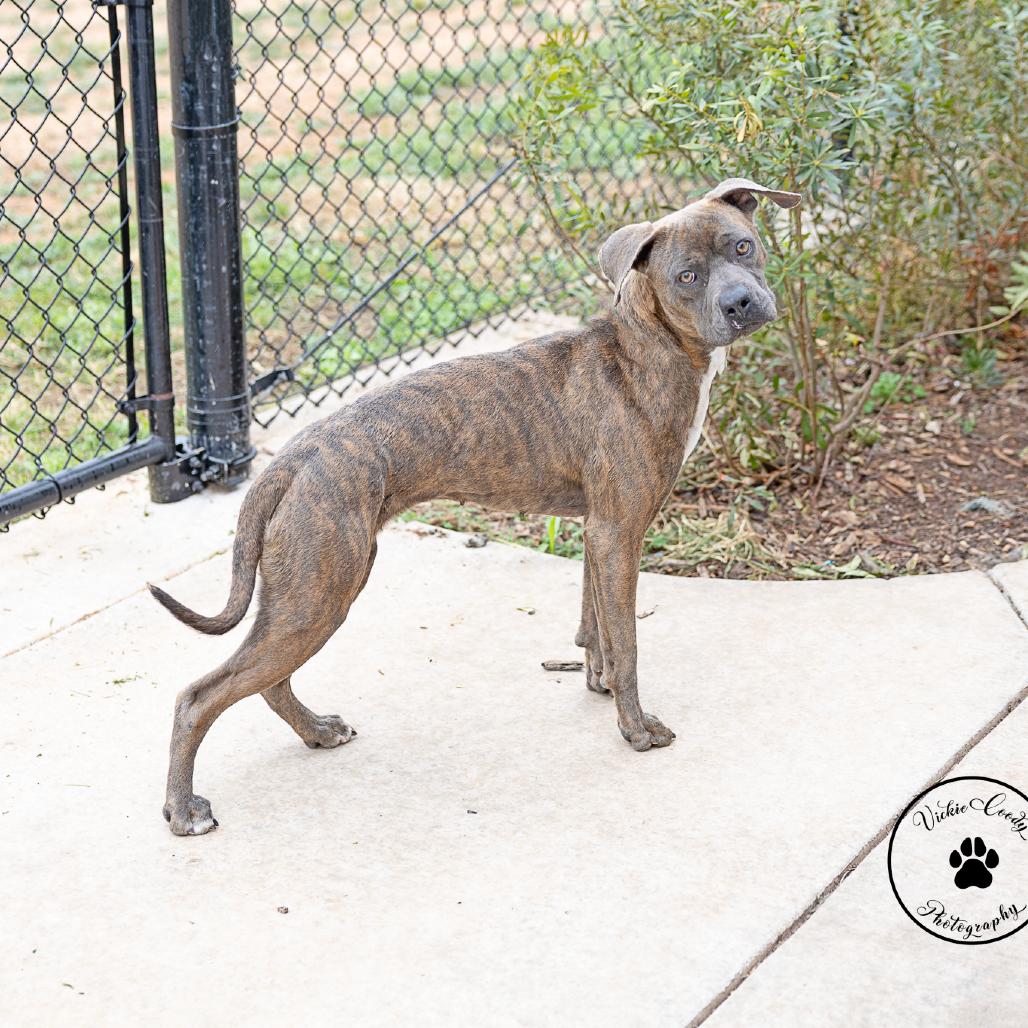 Enlarge Sarah, a Adoptable mixed breed in Abilene, TX image 4/6