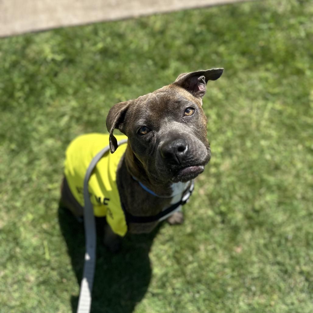 Enlarge Sarah, a Adoptable mixed breed in Abilene, TX image 5/6