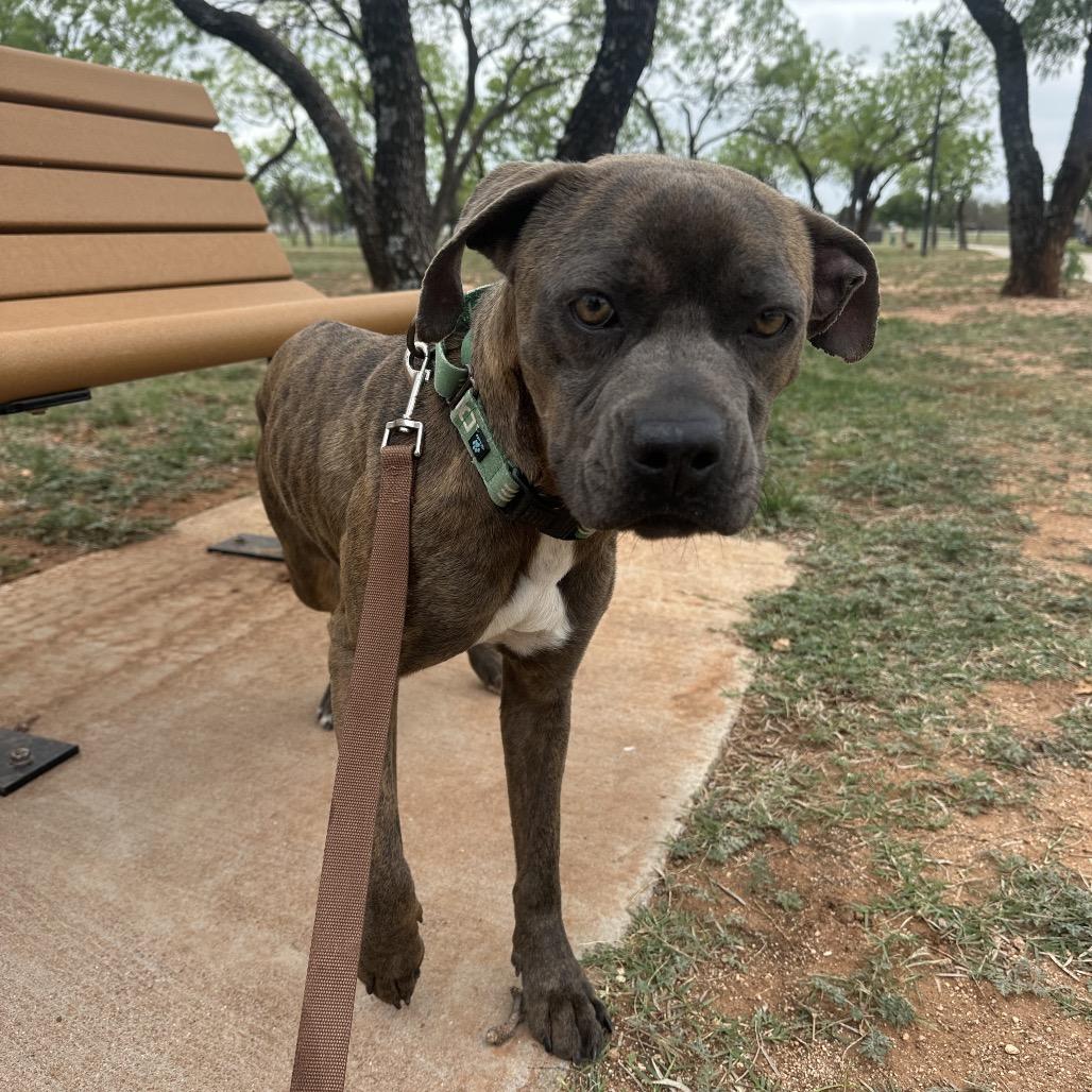 Enlarge Sarah, a Adoptable mixed breed in Abilene, TX image 6/6