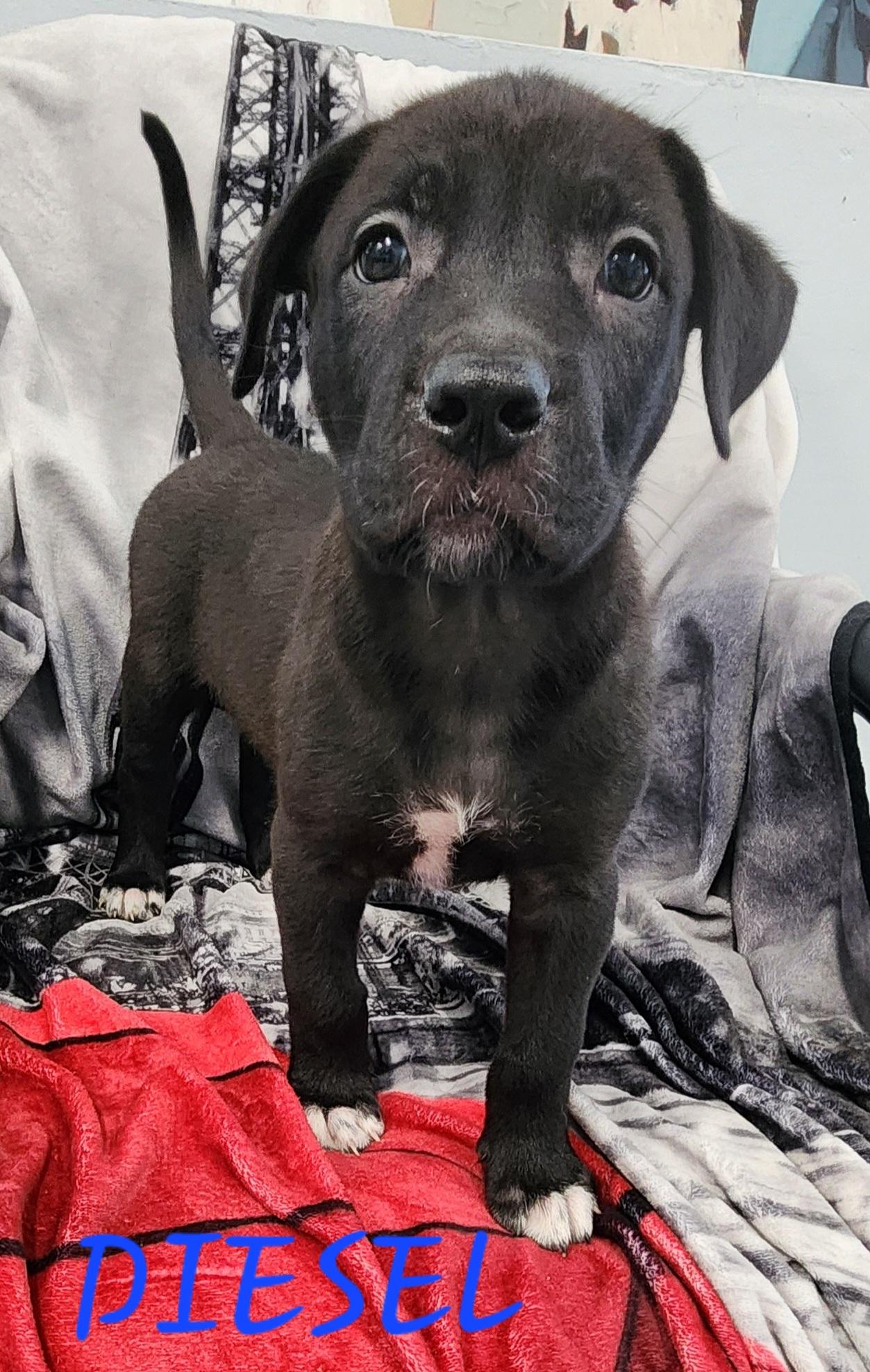 Diesel