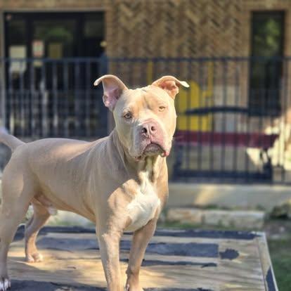 Enlarge Gordo, a Adoptable Pit Bull Terrier in Mansfield, TX image 5/5