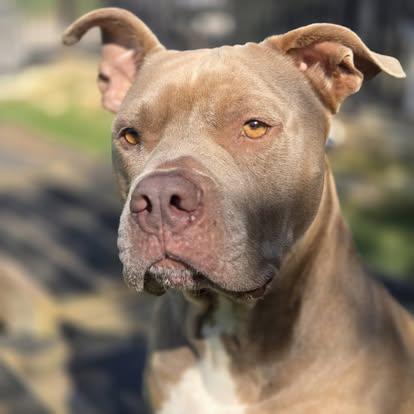 Gordo, Adoptable, Adult Male Pit Bull Terrier.