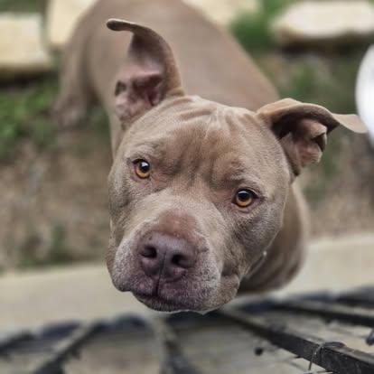 Enlarge Gordo, a Adoptable Pit Bull Terrier in Mansfield, TX image 4/5
