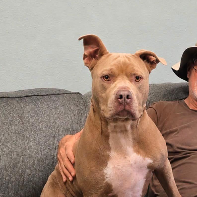 Enlarge Gordo, a Adoptable Pit Bull Terrier in Mansfield, TX image 3/5