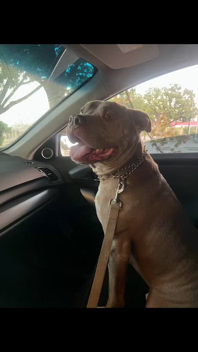 Enlarge Gordo, a Adoptable Pit Bull Terrier in Mansfield, TX video 2/5