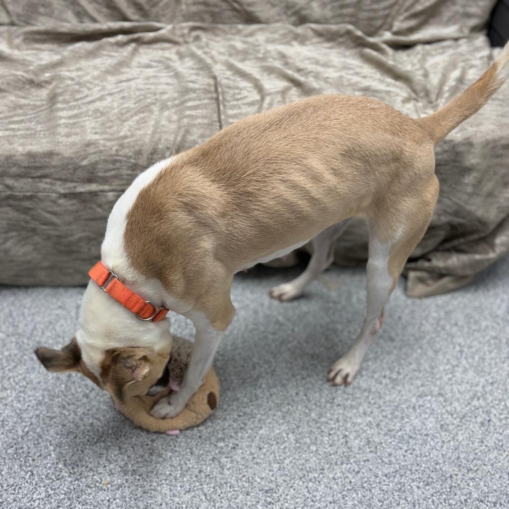 Enlarge Frieda, a ADOPTABLE mixed breed in Monticello, IA image 3/6