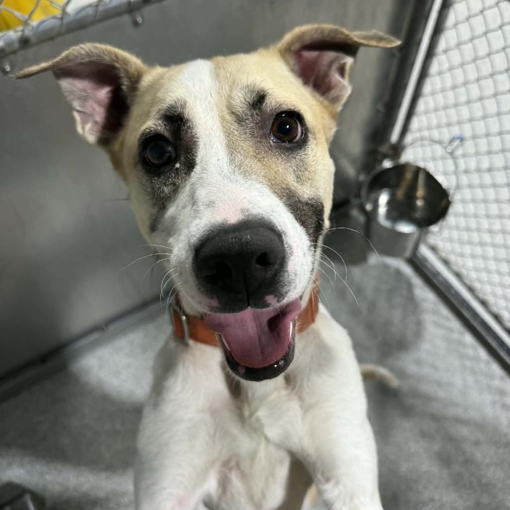 Enlarge Frieda, a ADOPTABLE mixed breed in Monticello, IA image 4/6