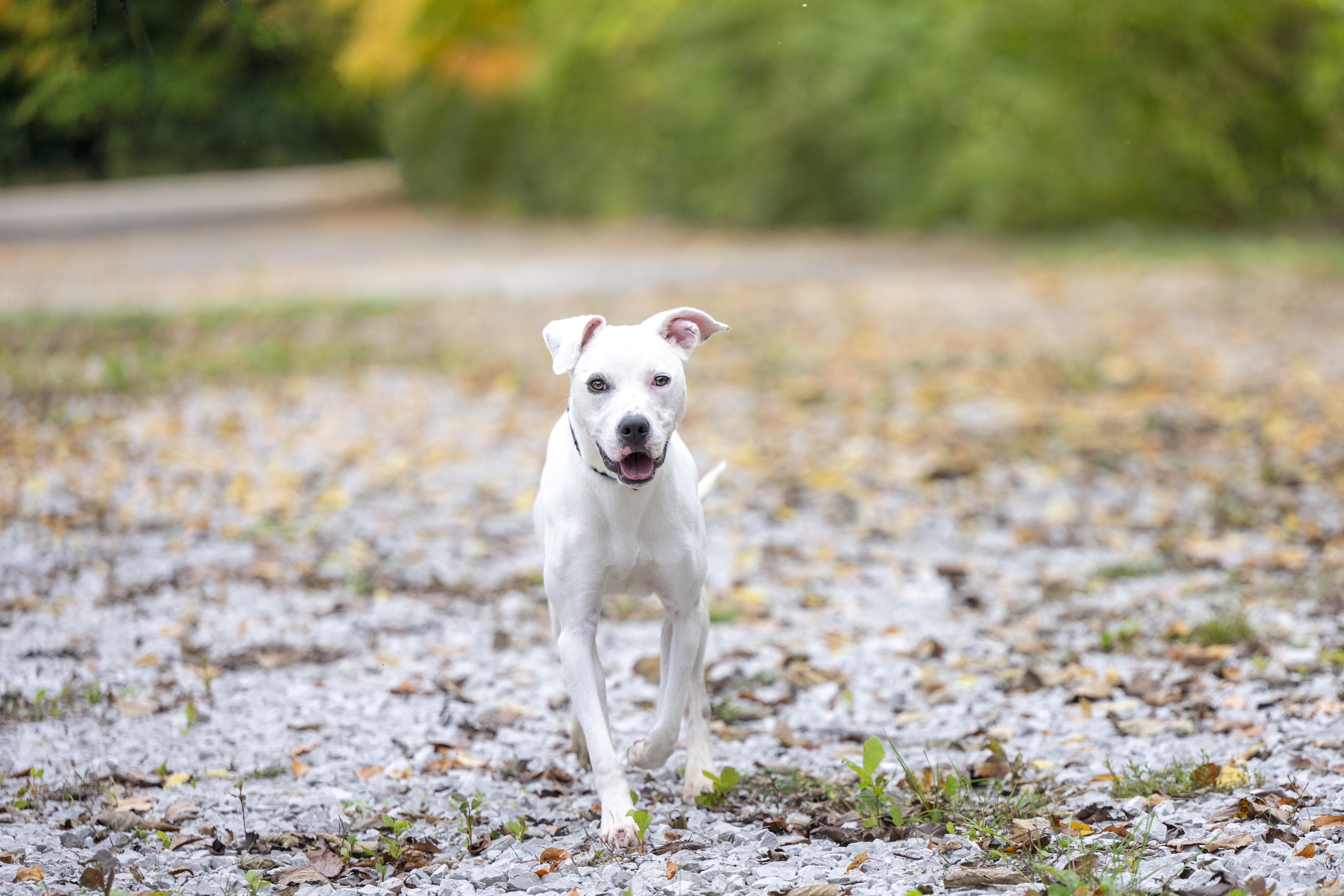 Whitey, a Adoptable mixed breed in Terre Haute, IN image 2/4