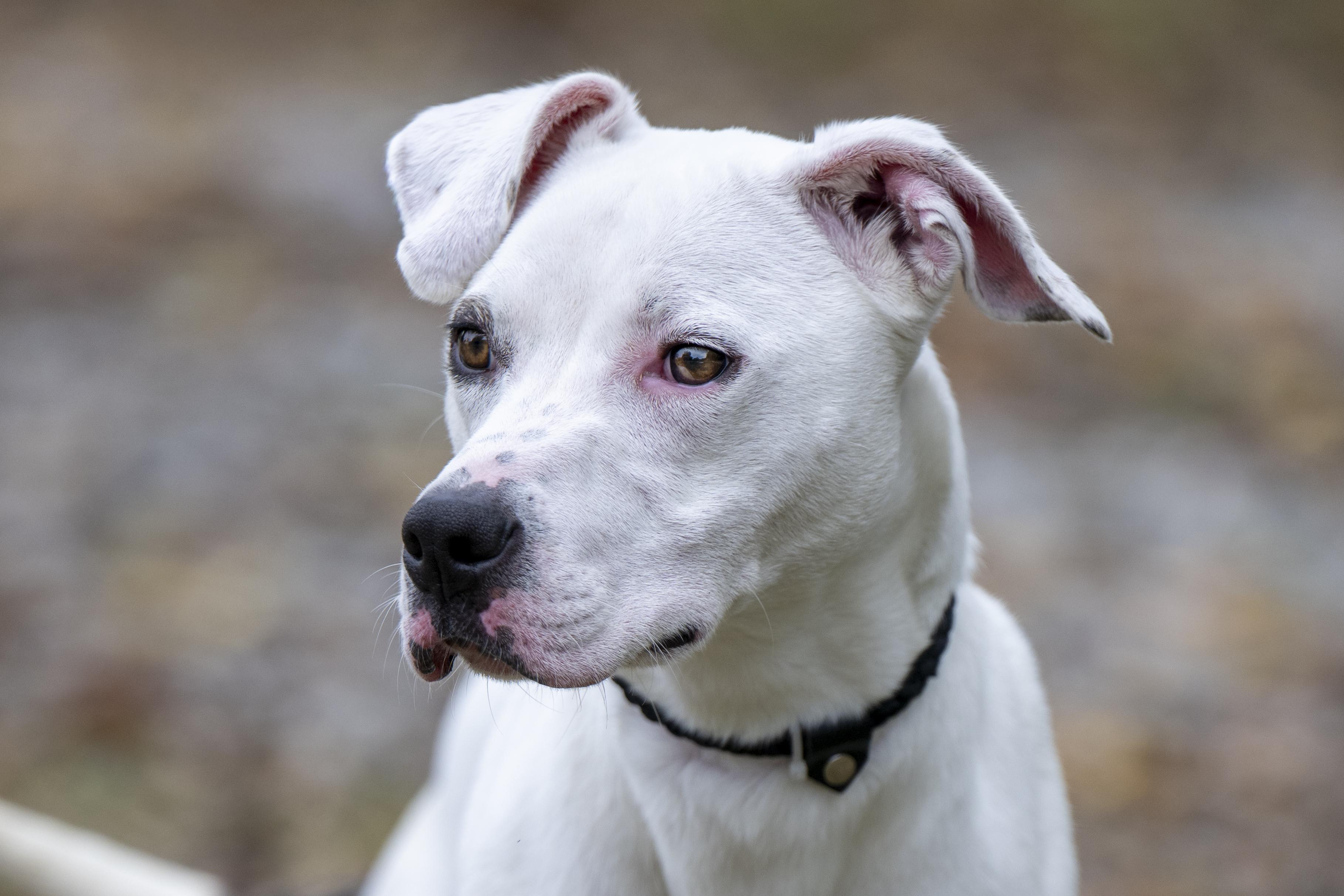 Whitey, Adoptable, Young Female Pit Bull Terrier.