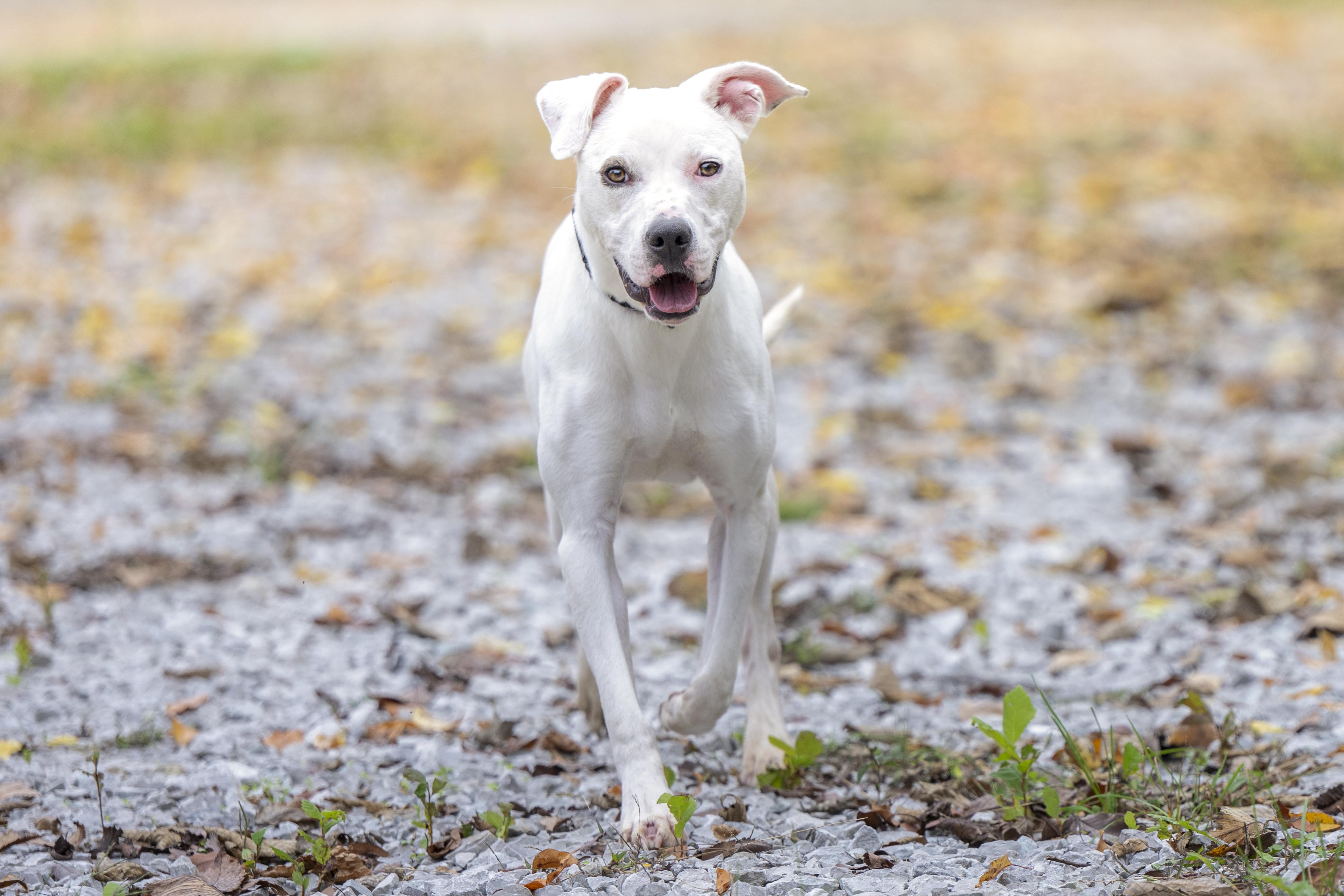 Whitey, a Adoptable mixed breed in Terre Haute, IN image 3/4