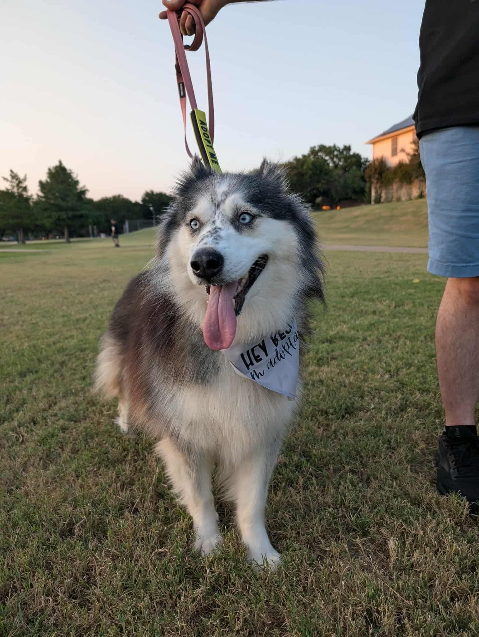 Koda, a Adoptable mixed breed in Fort Worth, TX image 2/6