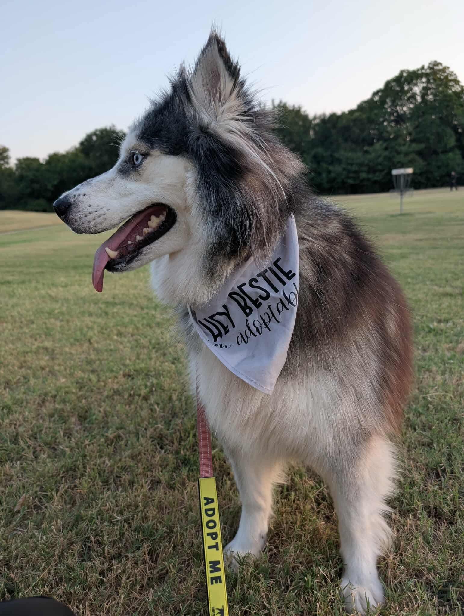 Koda, a Adoptable mixed breed in Fort Worth, TX image 4/6