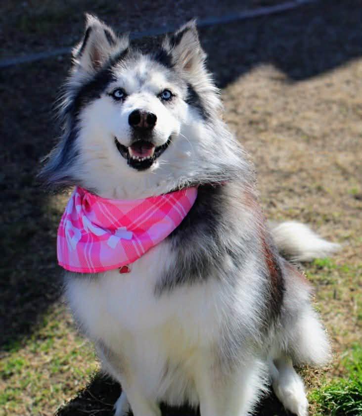 Koda, a Adoptable mixed breed in Fort Worth, TX image 6/6