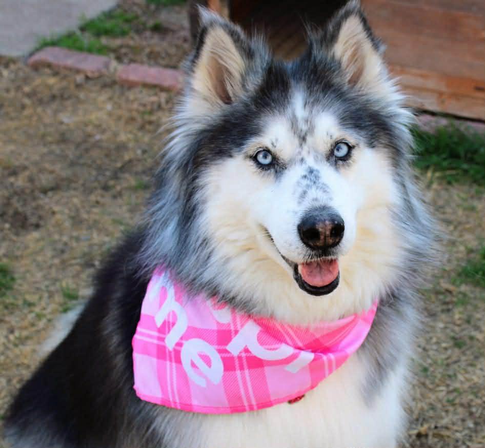 Koda, a Adoptable mixed breed in Fort Worth, TX image 1/6