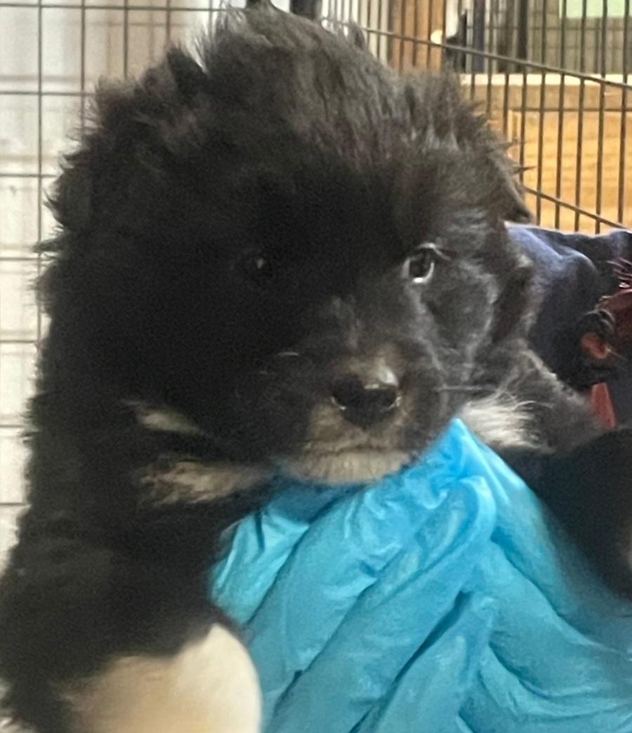 Enlarge P36 Holly, an adoptable Border Collie in Billings, MT image 2/2