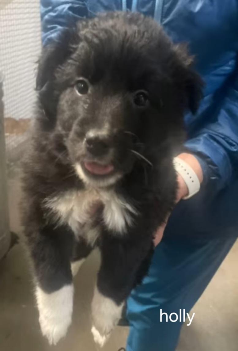 Enlarge P36 Holly, an adoptable Border Collie in Billings, MT image 1/2