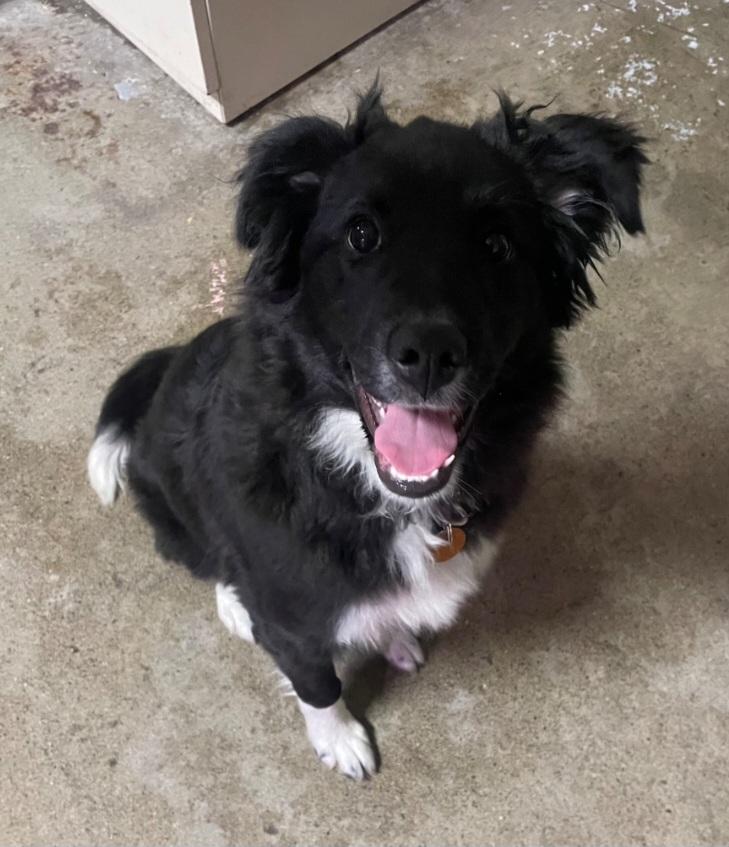 P36 Gypsy , adoptable, Young Female Border Collie.