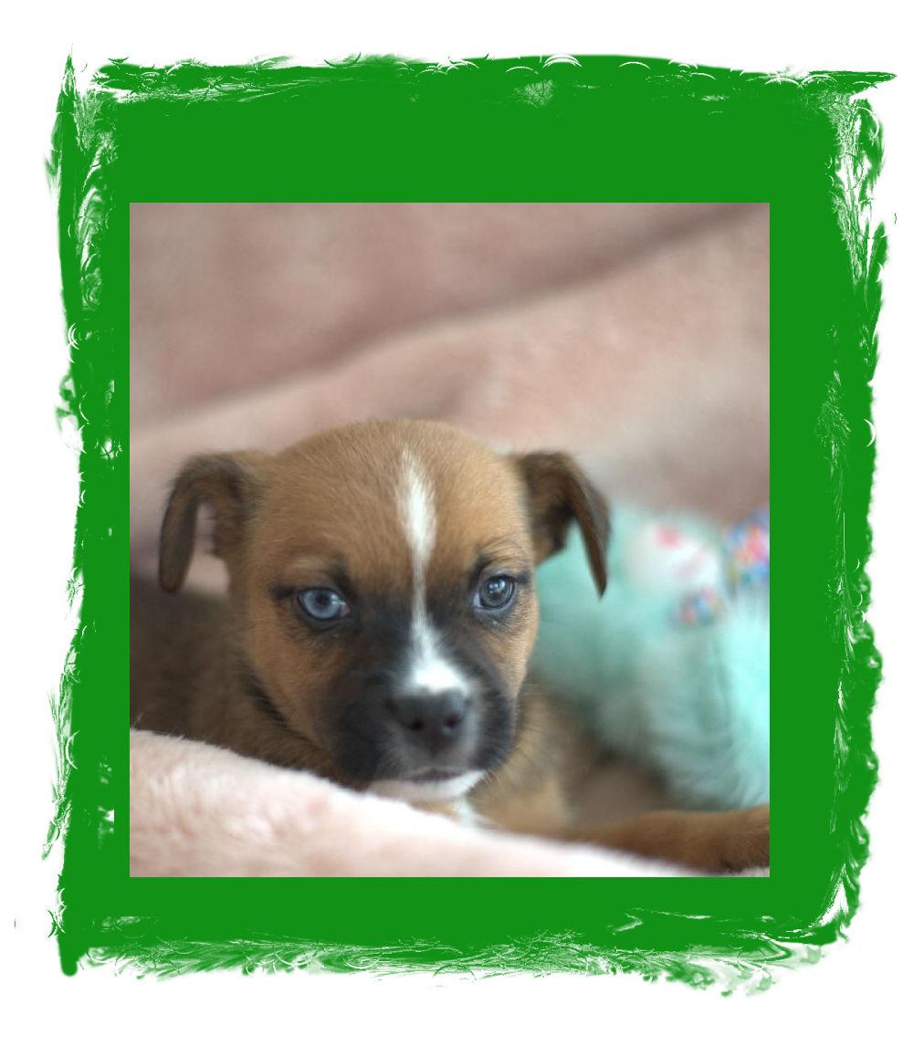 Yogi Bear, Adoptable, Puppy Male Rat Terrier & Chihuahua.