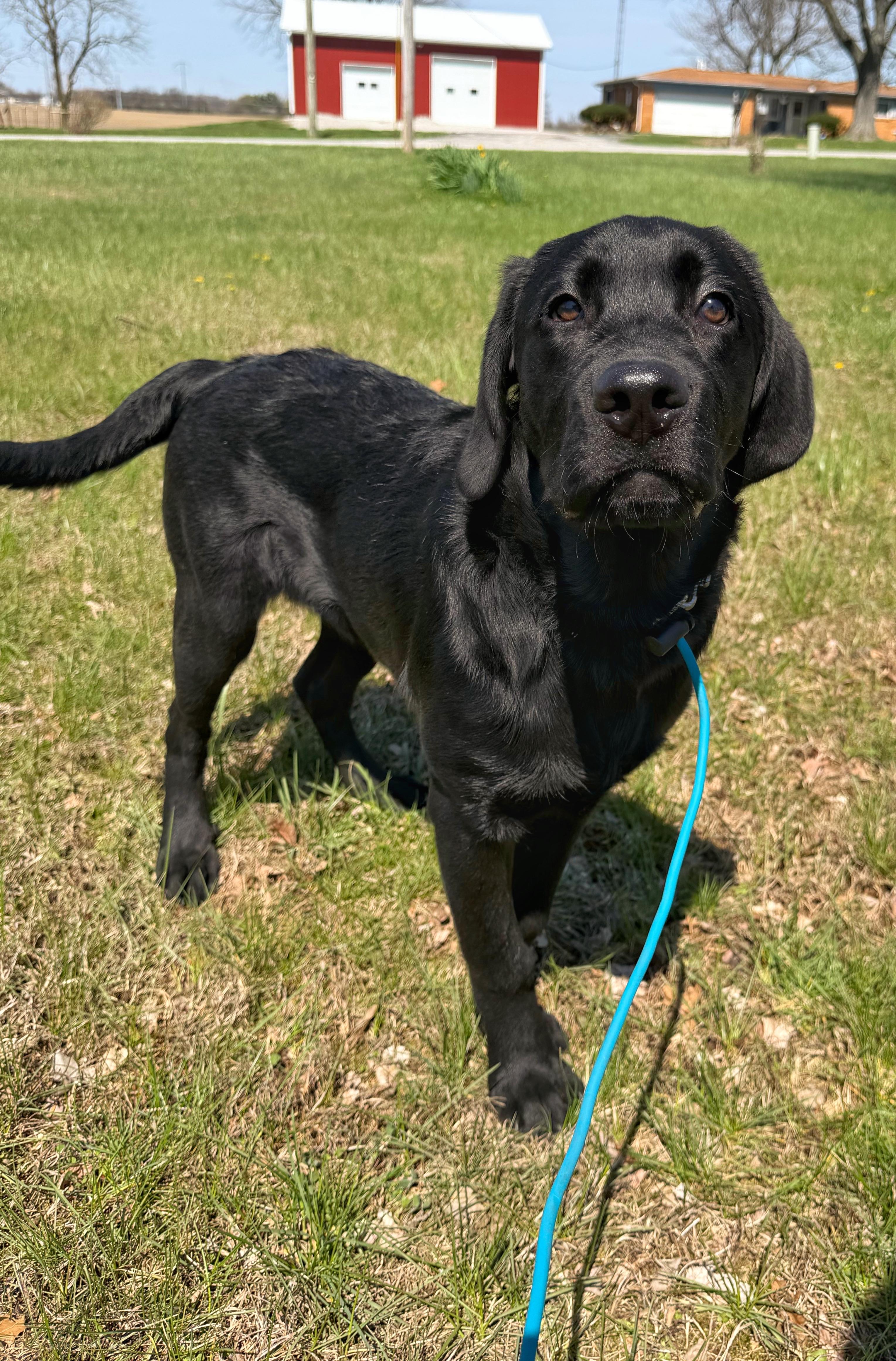 Enlarge Forrest, an adoptable Black Labrador Retriever in Indianapolis, IN image 2/4