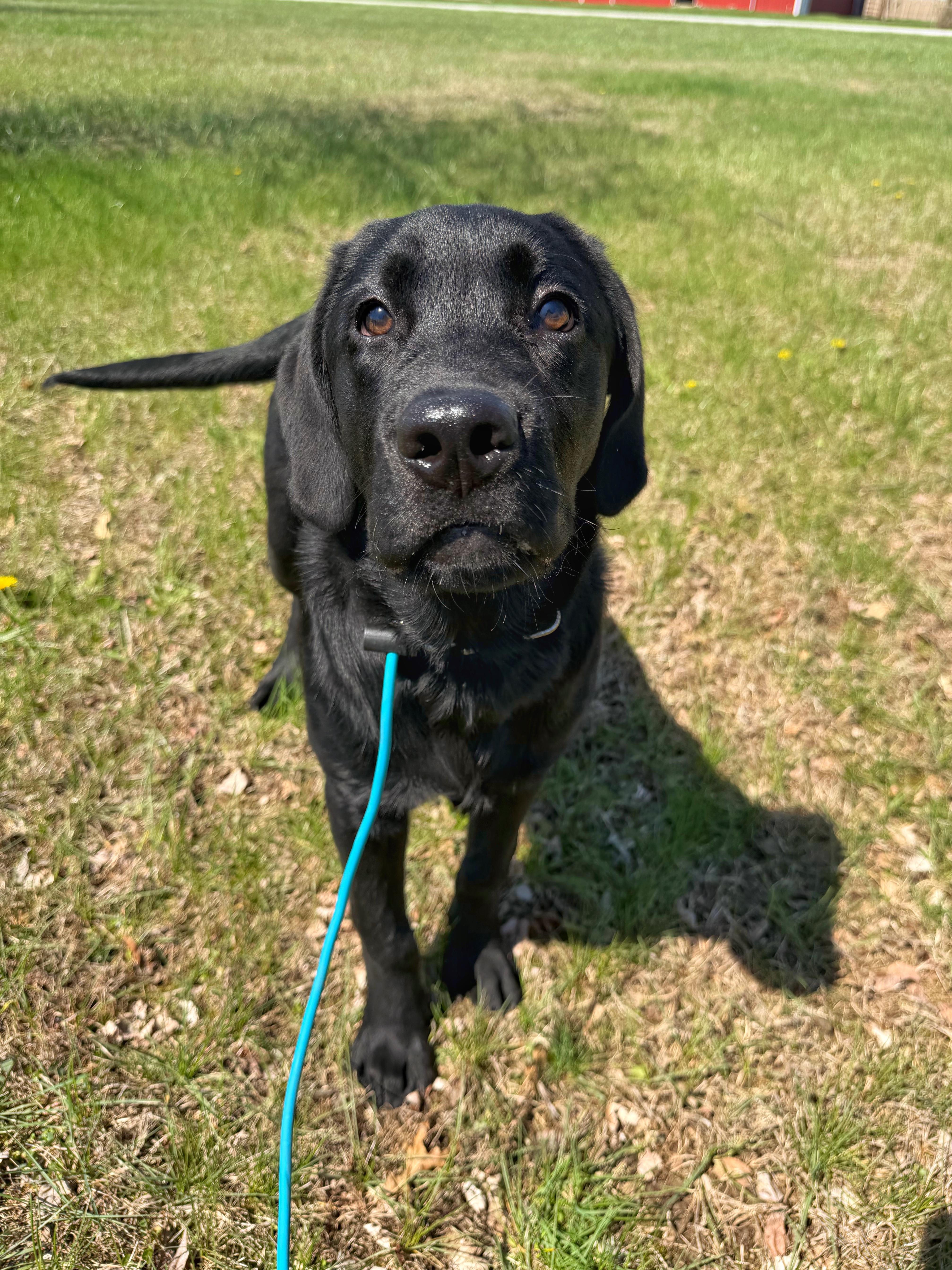 Enlarge Forrest, an adoptable Black Labrador Retriever in Indianapolis, IN image 4/4