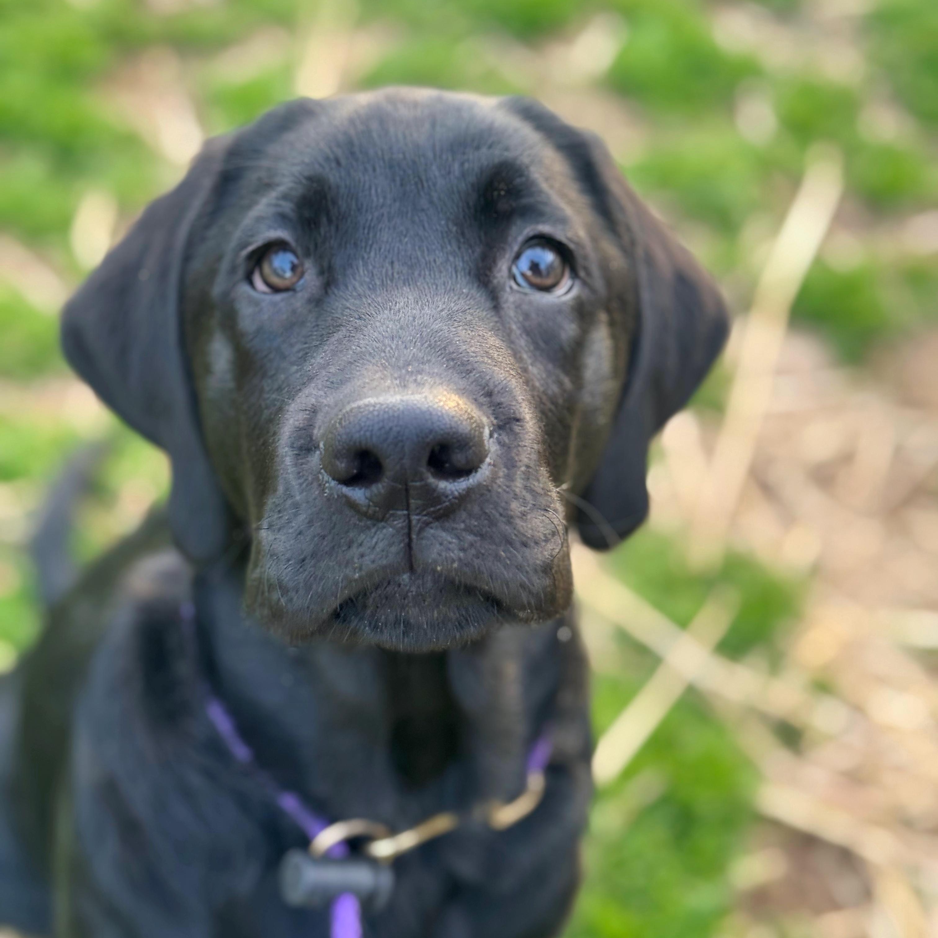 Forrest, adoptable, Puppy Male Black Labrador Retriever.