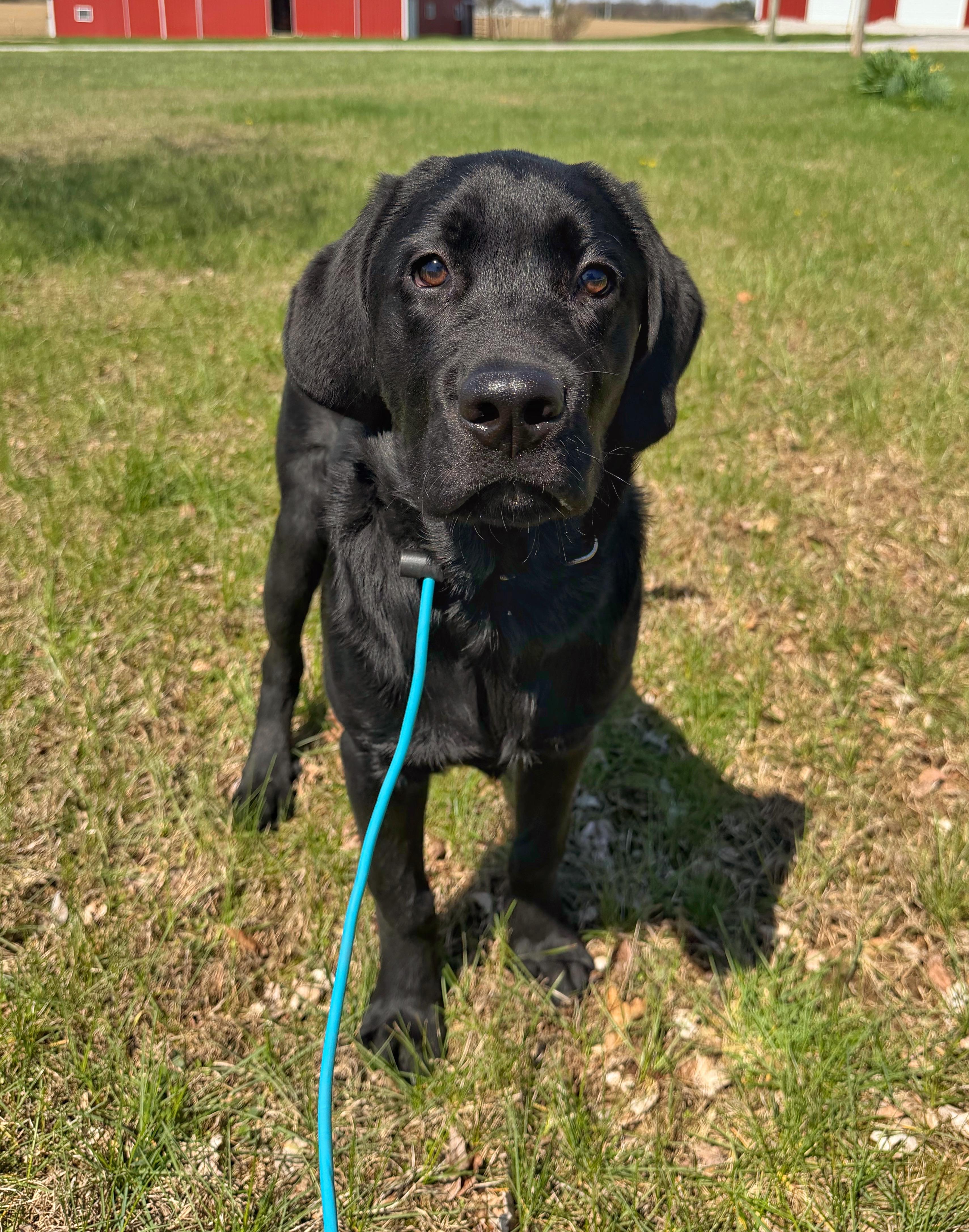 Enlarge Forrest, an adoptable Black Labrador Retriever in Indianapolis, IN image 3/4