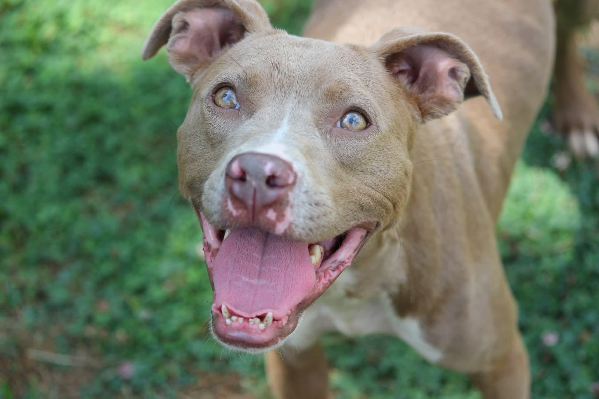 Rosie, a Adoptable mixed breed in Huntington, WV image 1/6