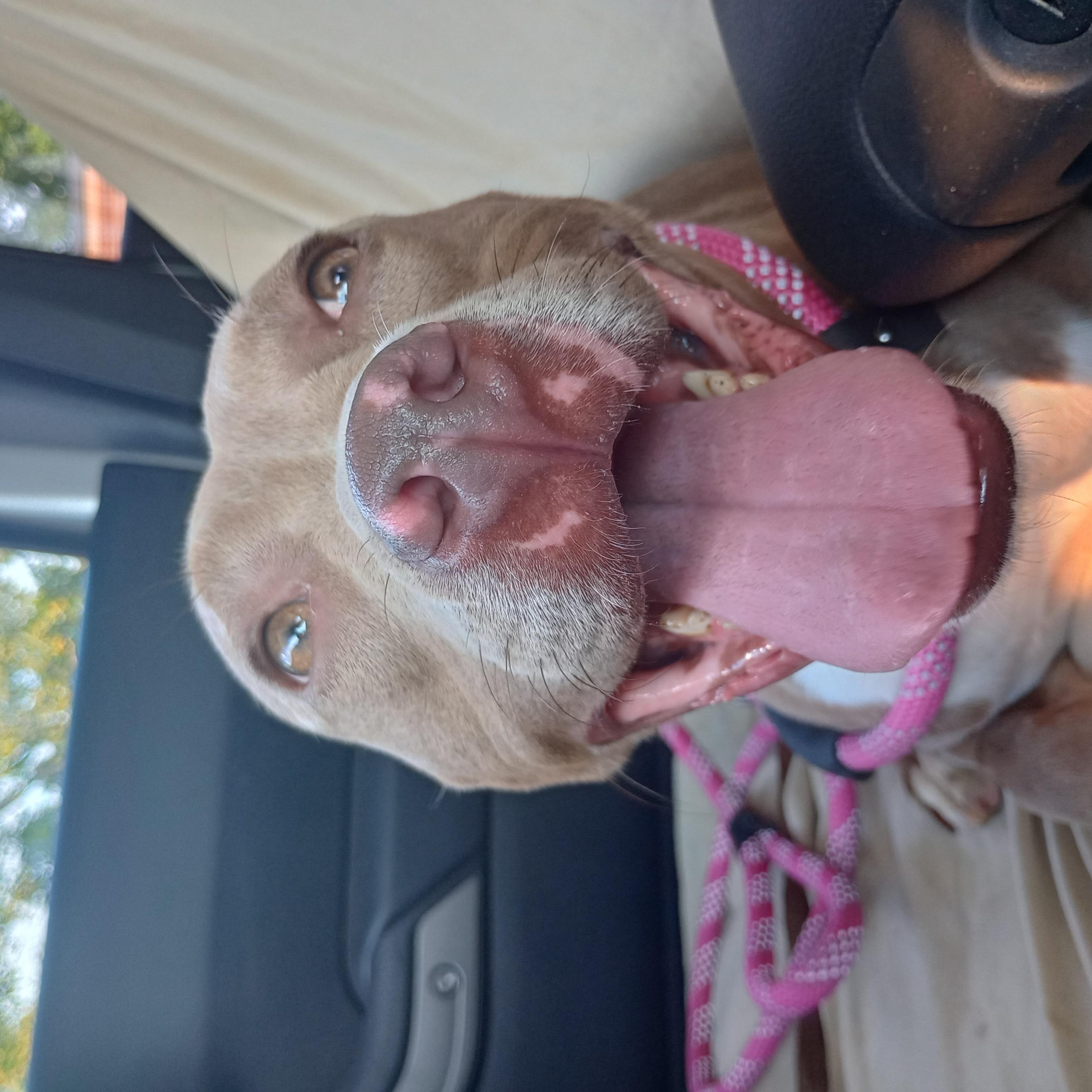 Rosie, a Adoptable mixed breed in Huntington, WV image 2/6