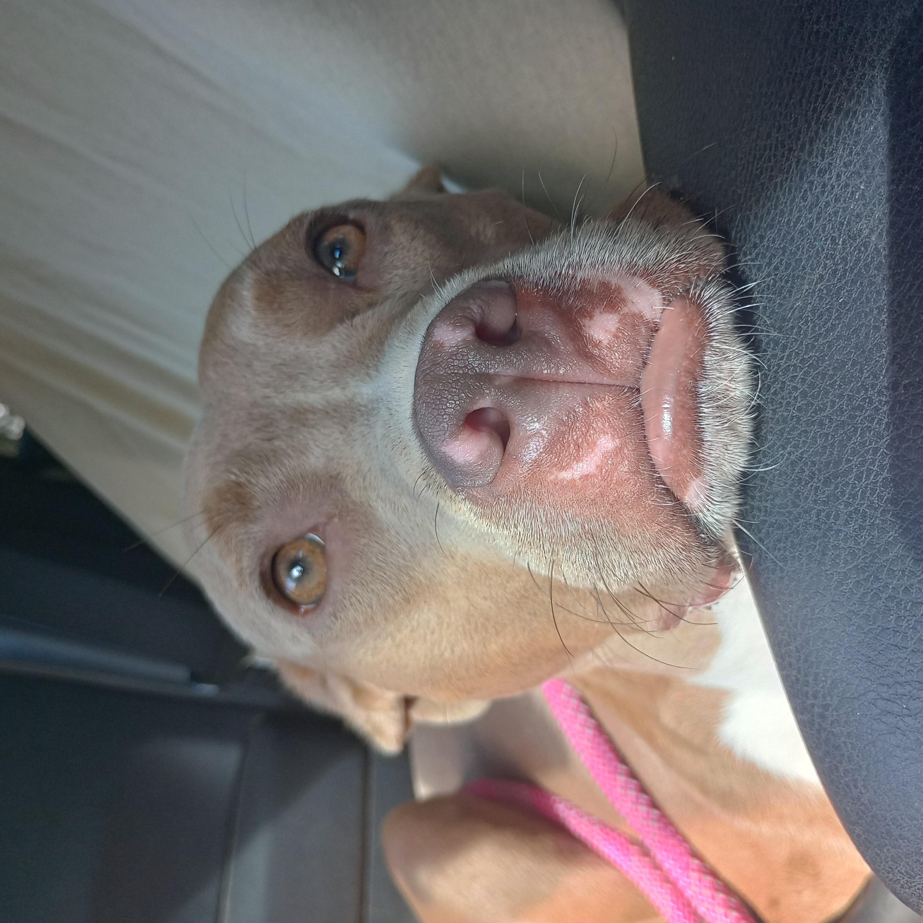 Rosie, a Adoptable mixed breed in Huntington, WV image 3/6