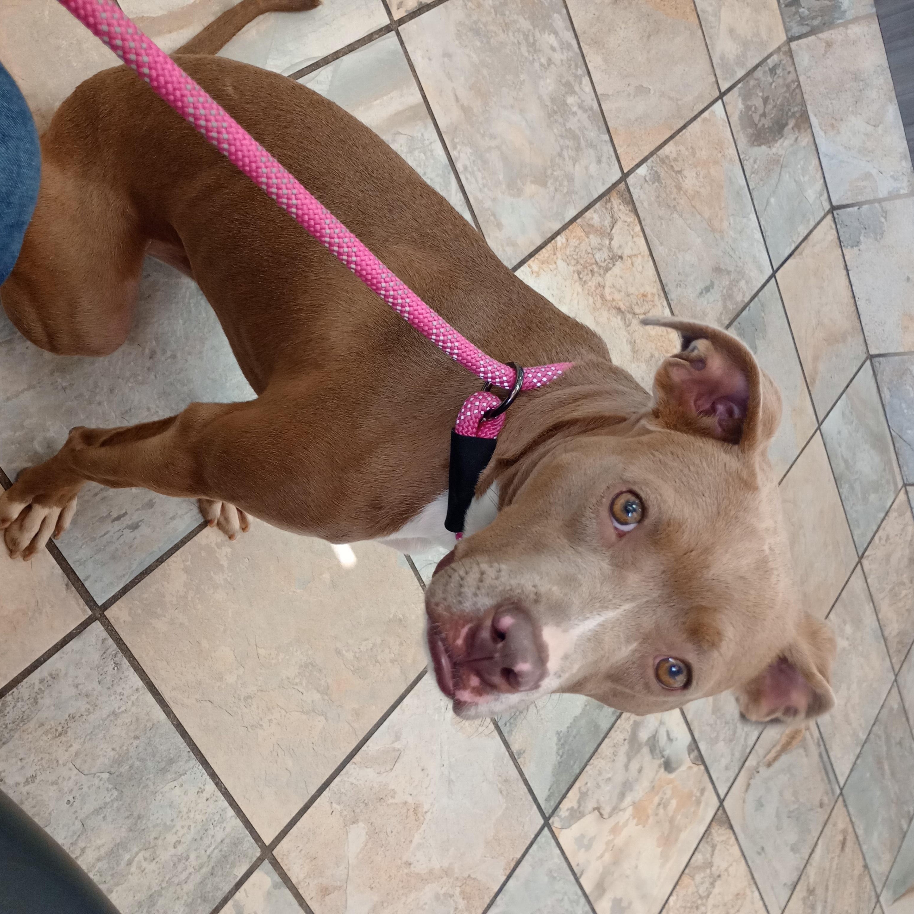 Rosie, a Adoptable mixed breed in Huntington, WV image 4/6