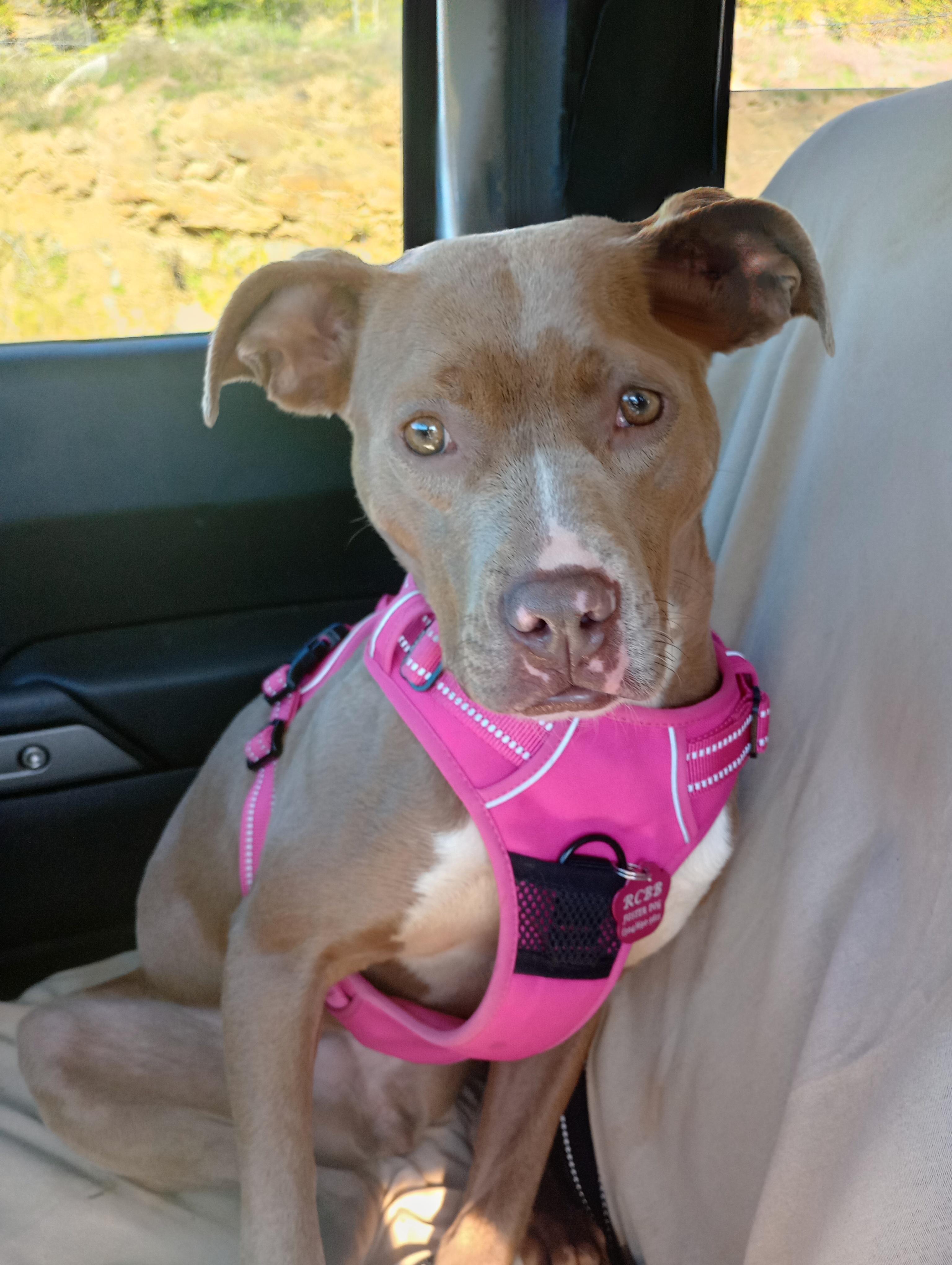 Rosie, a Adoptable mixed breed in Huntington, WV image 5/6